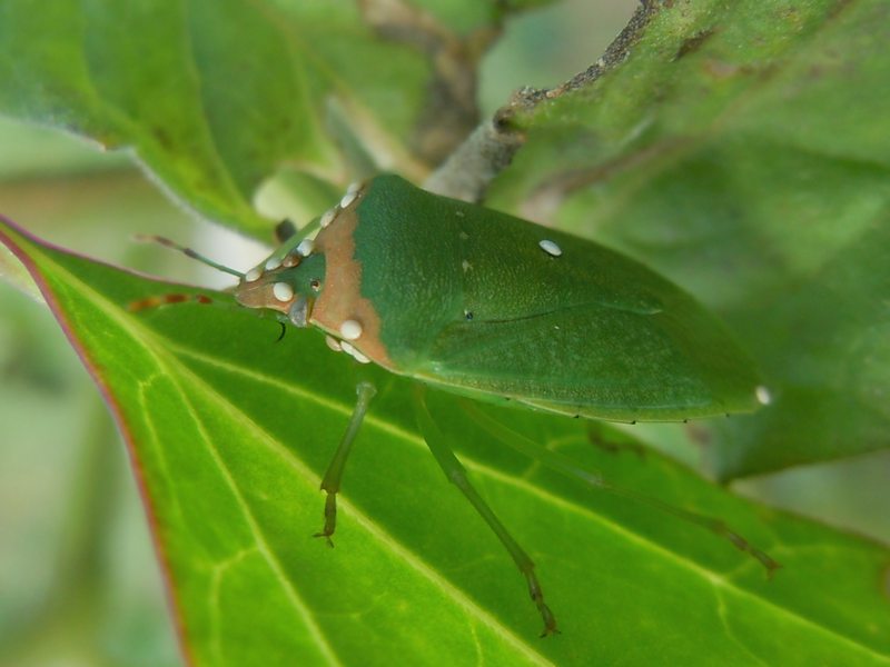 Pentatomidae: Nezara viridula di Arzachena (OT)
